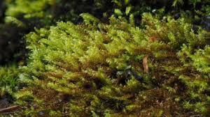 Attēlu rezultāti vaicājumam “Hygrohypnum luridum”