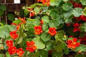 Image result for Tropaeolum majes