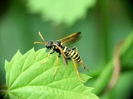 Attēlu rezultāti vaicājumam “Tenthredo scrophulariae”