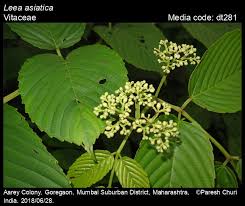 Attēlu rezultāti vaicājumam “Vitaceae”
