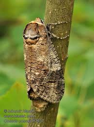 Attēlu rezultāti vaicājumam “Cossus cossus”