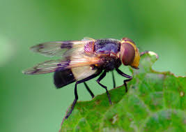 Attēlu rezultāti vaicājumam “Volucella pellucens”