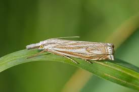 Attēlu rezultāti vaicājumam “Crambus lathoniellus”