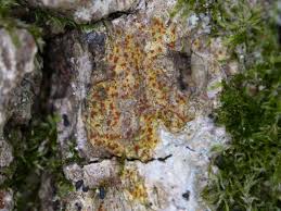 Attēlu rezultāti vaicājumam “Arthonia spadicea”