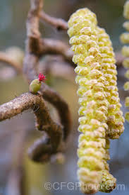 Attēlu rezultāti vaicājumam “Corylus avellana female flower”