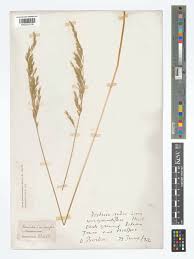 Attēlu rezultāti vaicājumam “Festuca rubra subsp. rubra fruit”