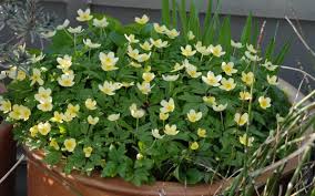 Attēlu rezultāti vaicājumam “Anemone x lipsiensis”