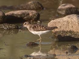 Image result for Calidris minutilla
