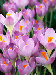 Attēlu rezultāti vaicājumam “Crocus tommasinianus”