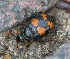 Attēlu rezultāti vaicājumam “Nicrophorus investigator”