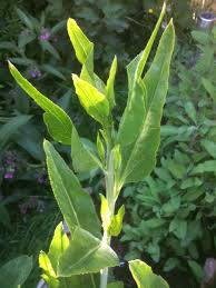 Attēlu rezultāti vaicājumam “Lepidium latifolium leaf”