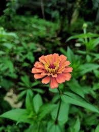 Image result for Zinnia violacea