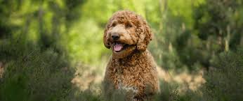 Afbeeldingsresultaat voor honden