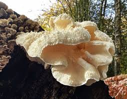 Attēlu rezultāti vaicājumam “Hericium cirrhatum”