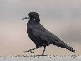 Attēlu rezultāti vaicājumam “Corvus frugilegus”