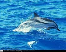 Image result for Stenella coeruleoalba