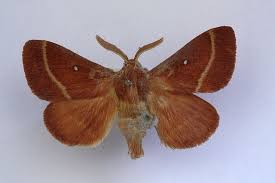 Attēlu rezultāti vaicājumam “Lasiocampa trifolii”