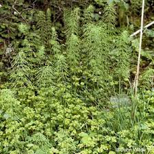 Attēlu rezultāti vaicājumam “Equisetum pratense”