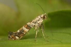 Attēlu rezultāti vaicājumam “Gracillaria syringella imago”