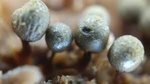 Attēlu rezultāti vaicājumam “Lamproderma arcyrioides macro”