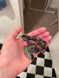 Image result for pheega