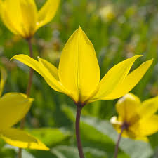 Attēlu rezultāti vaicājumam “Tulipa sylvestris fruit”