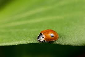 Attēlu rezultāti vaicājumam “Adalia bipunctata imago”