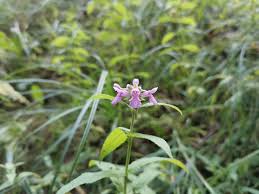 Attēlu rezultāti vaicājumam “Stachys palustris flower”