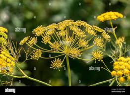 Attēlu rezultāti vaicājumam “Anethum graveolens flower”