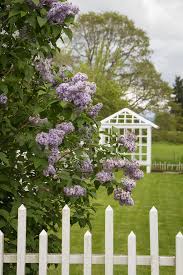 Attēlu rezultāti vaicājumam “Syringa vulgaris flower”