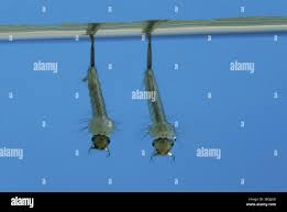 Attēlu rezultāti vaicājumam “Culex pipiens larva”