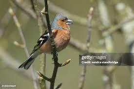 Attēlu rezultāti vaicājumam “Fringilla coelebs male”