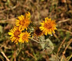 Image result for Inula hirta