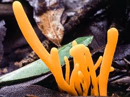 Attēlu rezultāti vaicājumam “Clavulinopsis cinerioides”