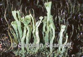 Attēlu rezultāti vaicājumam “Cladonia deformis”