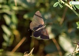 Attēlu rezultāti vaicājumam “Satyrium w-album underside”