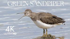 Attēlu rezultāti vaicājumam “Tringa ochropus”