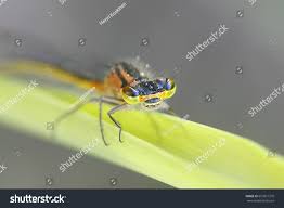 Attēlu rezultāti vaicājumam “Coenagrion armatum male”