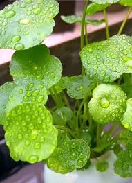 Attēlu rezultāti vaicājumam “Hydrocotyle vulgaris”