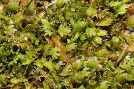 Attēlu rezultāti vaicājumam “Fissidens osmundoides”