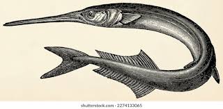 Attēlu rezultāti vaicājumam “Belone belone”