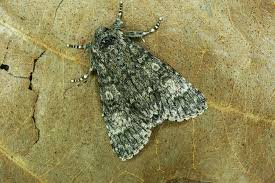 Attēlu rezultāti vaicājumam “Acronicta megacephala”