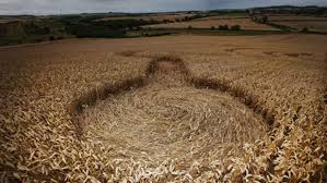 Image result for crop circle