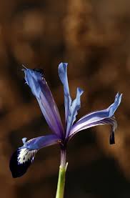 Attēlu rezultāti vaicājumam “Iris reticulata”