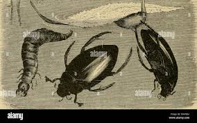 Attēlu rezultāti vaicājumam “Silpha obscura larva”