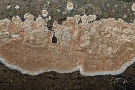 Attēlu rezultāti vaicājumam “Cylindrobasidium evolvens”