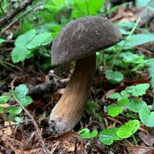 Attēlu rezultāti vaicājumam “Porphyrellus porphyrosporus”