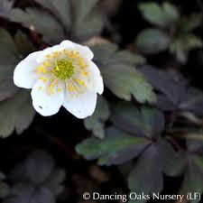 Attēlu rezultāti vaicājumam “Anemone nemorosa leaf”