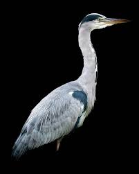 Attēlu rezultāti vaicājumam “Ardea cinerea”