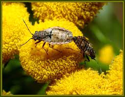 Attēlu rezultāti vaicājumam “Nithecus jacobaeae”